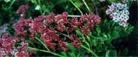 Fynbos Purple Sea Pink